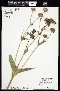 Silphium perfoliatum image