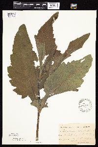 Silphium perfoliatum image