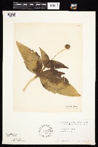 Silphium perfoliatum image