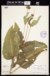 Silphium perfoliatum image