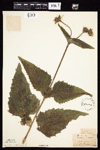 Silphium perfoliatum image