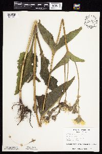 Silphium perfoliatum image