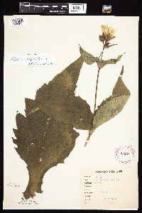 Silphium perfoliatum image