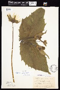 Silphium perfoliatum image