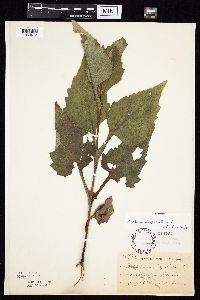 Silphium perfoliatum image