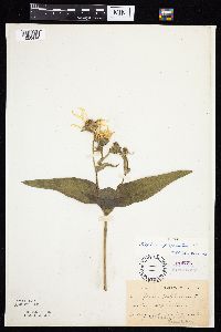Silphium perfoliatum image