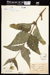 Silphium perfoliatum image