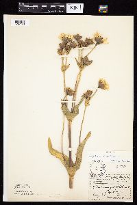 Silphium perfoliatum image