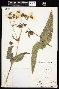 Silphium perfoliatum image