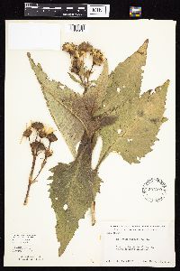Silphium perfoliatum image