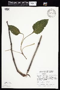 Silphium perfoliatum image