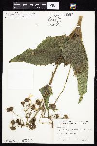 Silphium perfoliatum image