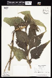 Silphium perfoliatum image