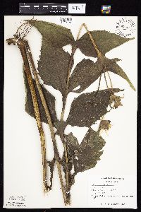 Silphium perfoliatum image
