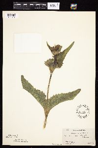 Silphium perfoliatum image