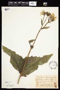 Silphium perfoliatum image