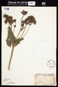 Silphium perfoliatum image