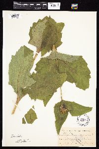 Silphium perfoliatum image