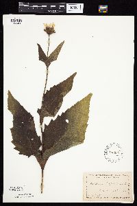 Silphium perfoliatum image