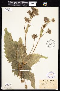 Silphium perfoliatum image