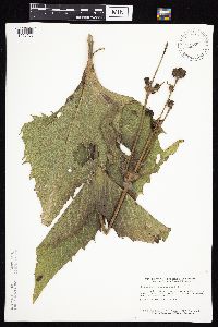 Silphium perfoliatum image