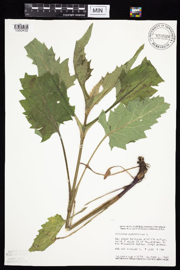 Silphium perfoliatum var. perfoliatum image