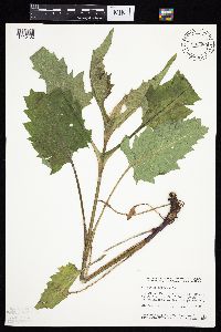 Silphium perfoliatum image