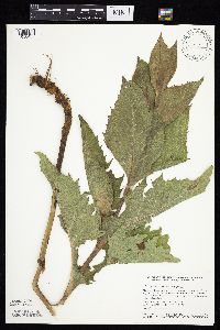 Silphium perfoliatum image