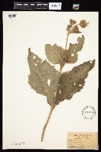 Silphium perfoliatum image