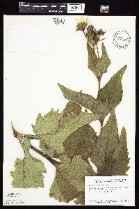 Silphium perfoliatum image