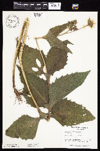 Silphium perfoliatum image