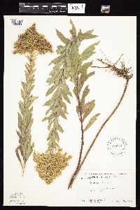 Solidago altissima subsp. altissima image