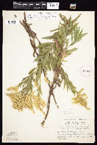 Solidago altissima subsp. altissima image