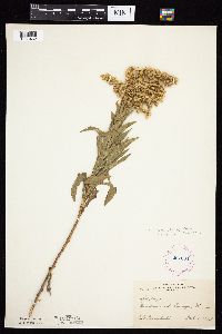 Solidago altissima subsp. altissima image