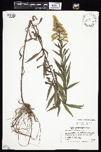 Solidago altissima subsp. altissima image