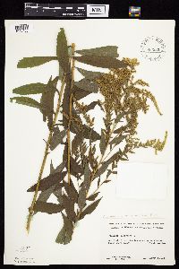 Solidago altissima subsp. altissima image