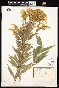Solidago altissima subsp. altissima image