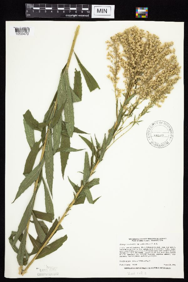 Solidago altissima subsp. altissima image
