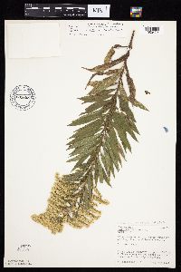 Solidago altissima subsp. altissima image