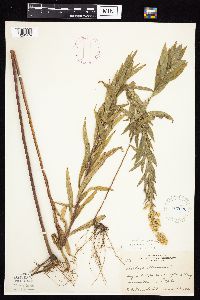 Media resource of Solidago altissima