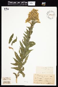 Solidago altissima subsp. altissima image