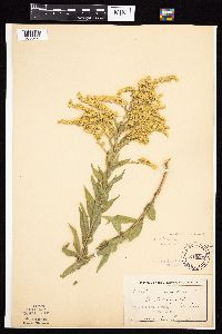 Solidago altissima subsp. altissima image