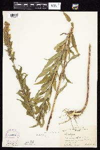 Solidago altissima subsp. altissima image