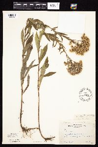Solidago altissima subsp. altissima image