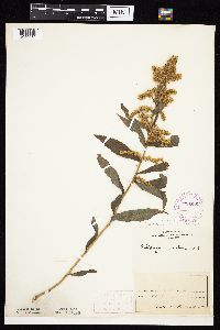 Solidago altissima subsp. altissima image