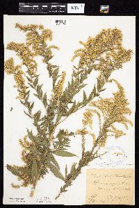 Solidago altissima subsp. altissima image