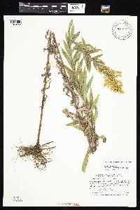 Solidago altissima gilvocanescens image