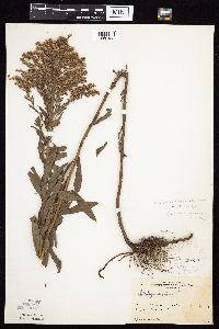 Solidago altissima image
