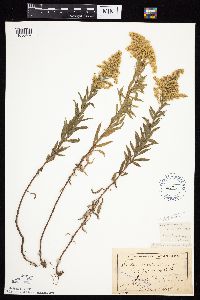 Solidago altissima gilvocanescens image