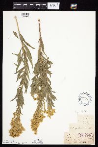 Solidago altissima image
